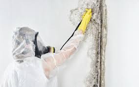  , USA Mold Removal & Remediation Pros